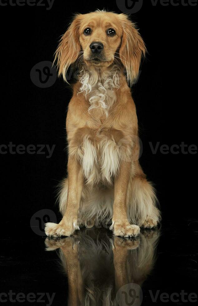 gemengd ras bruin grappig hond in een donker studio foto