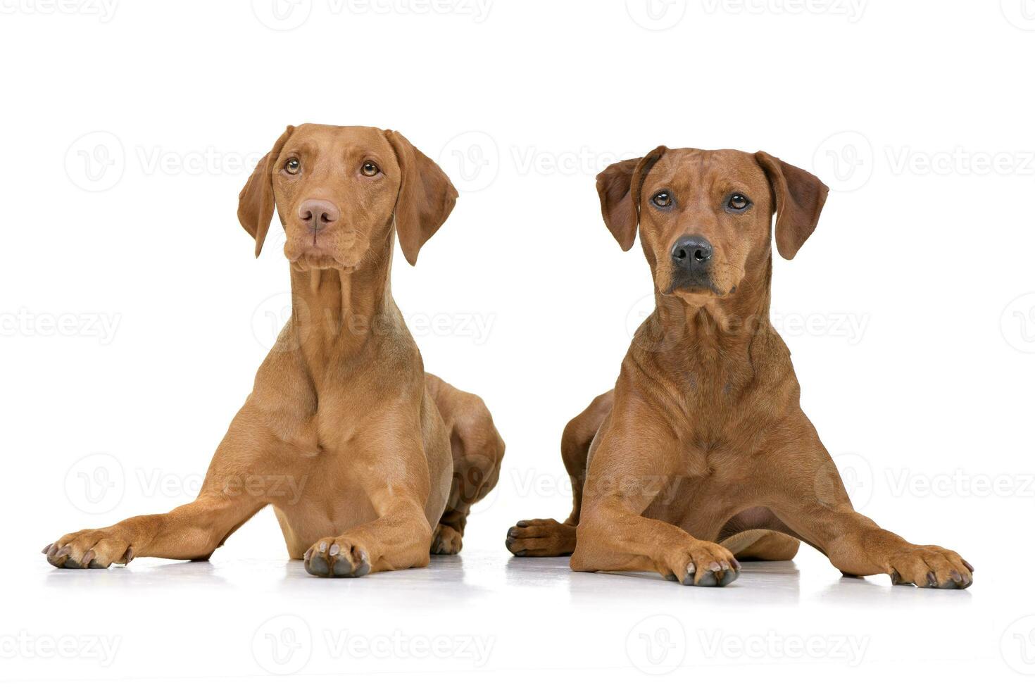 studio schot van een aanbiddelijk Hongaars vizsla en een gemengd ras hond foto