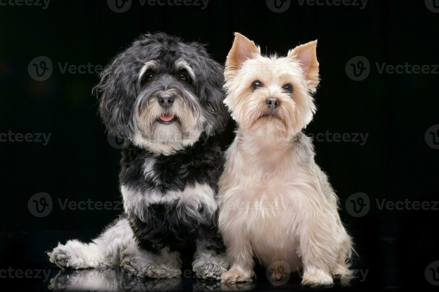 studio schot van een aanbiddelijk bichon Havanezer en een yorkshire terriër foto