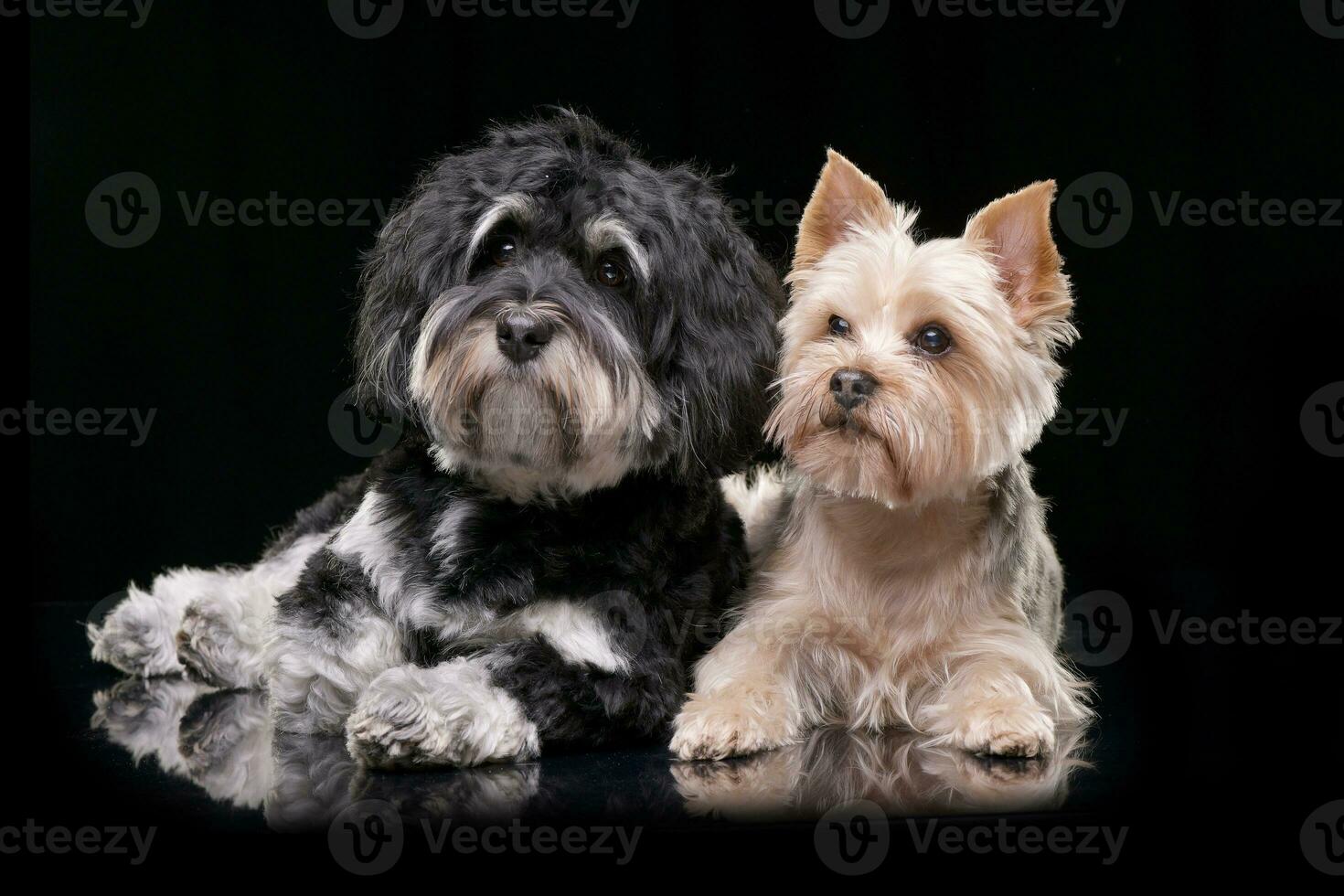 studio schot van een aanbiddelijk bichon Havanezer en een yorkshire terriër foto