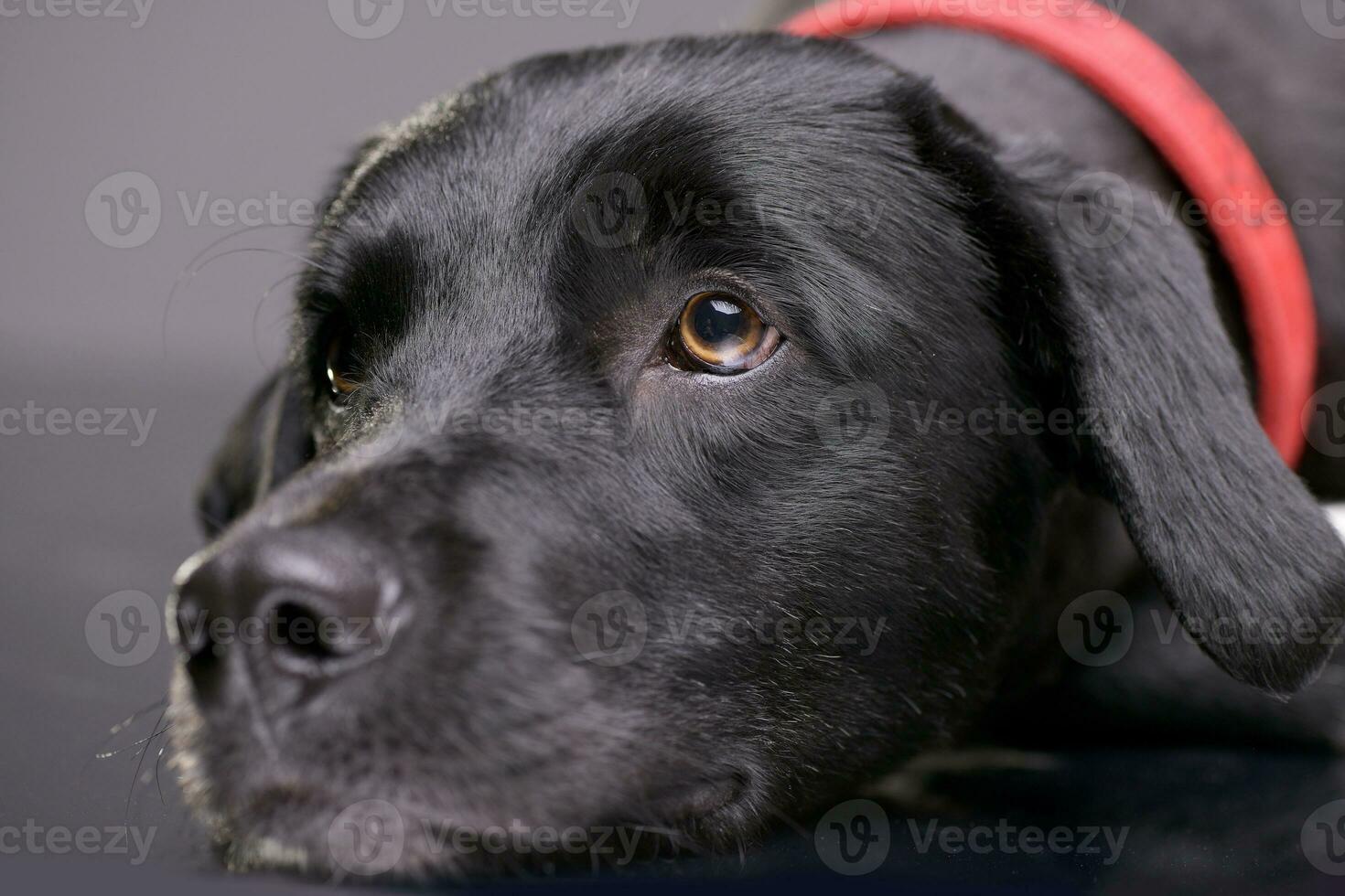 portret van een aanbiddelijk gemengd ras hond foto