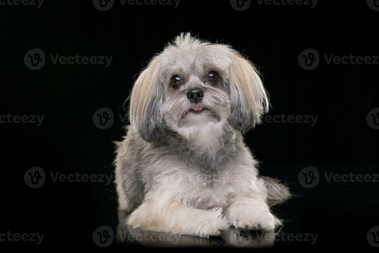 studio schot van een aanbiddelijk Havanezer hond foto