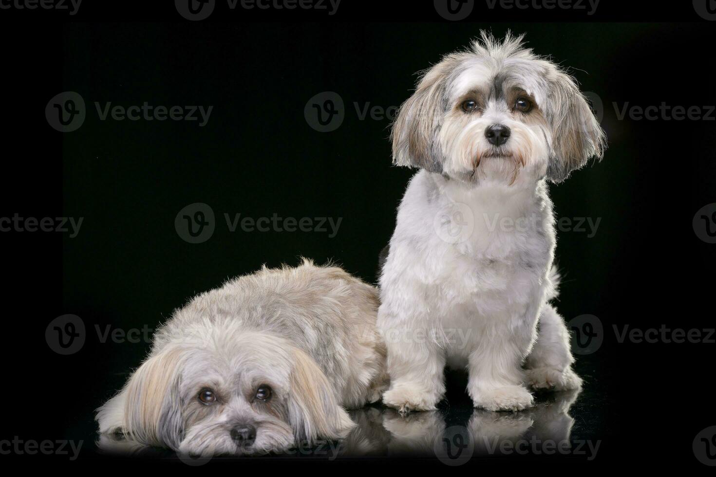 studio schot van twee aanbiddelijk Havanezer hond foto