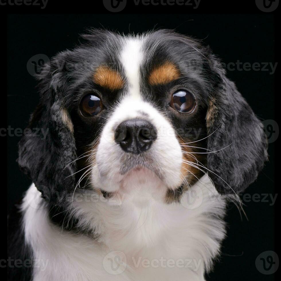 portret van een aanbiddelijk cavalier koning Charles spaniel foto