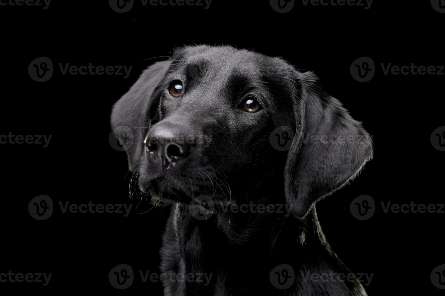 portret van een aanbiddelijk labrador retriever foto