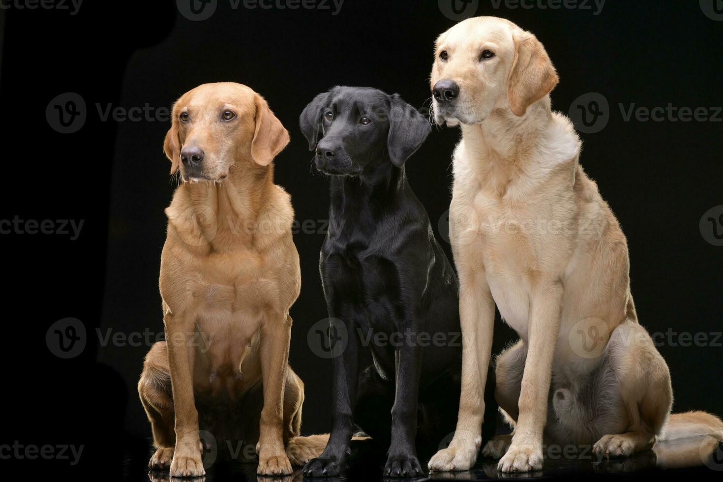 studio schot van een aanbiddelijk gemengd ras hond, labrador retriever en een gouden retriever foto