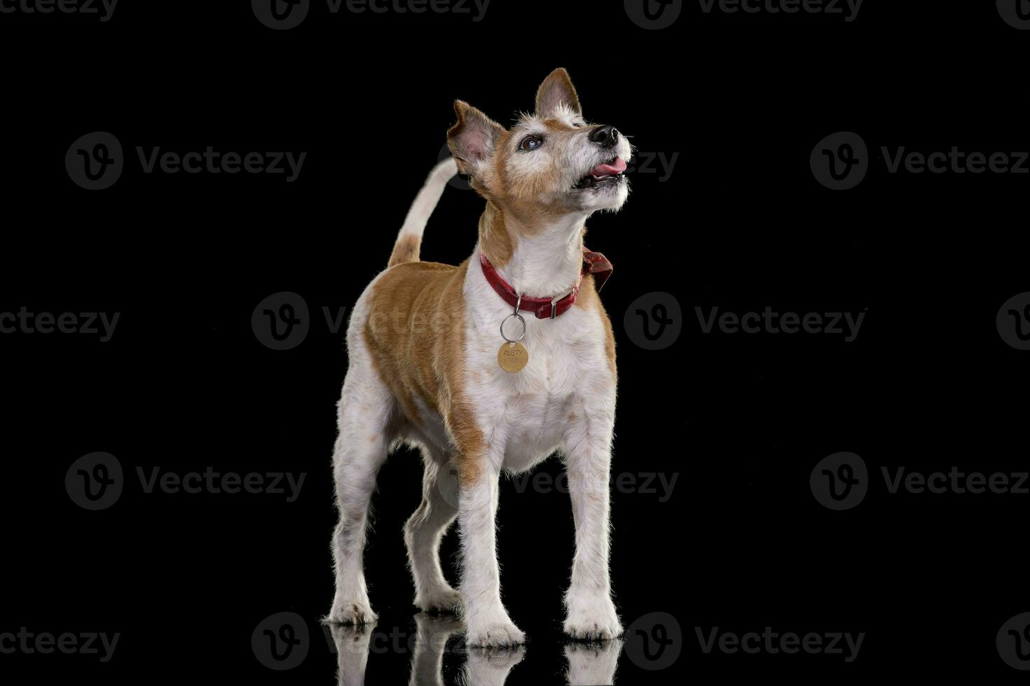 studio schot van een oud, aanbiddelijk jack Russell terriër foto