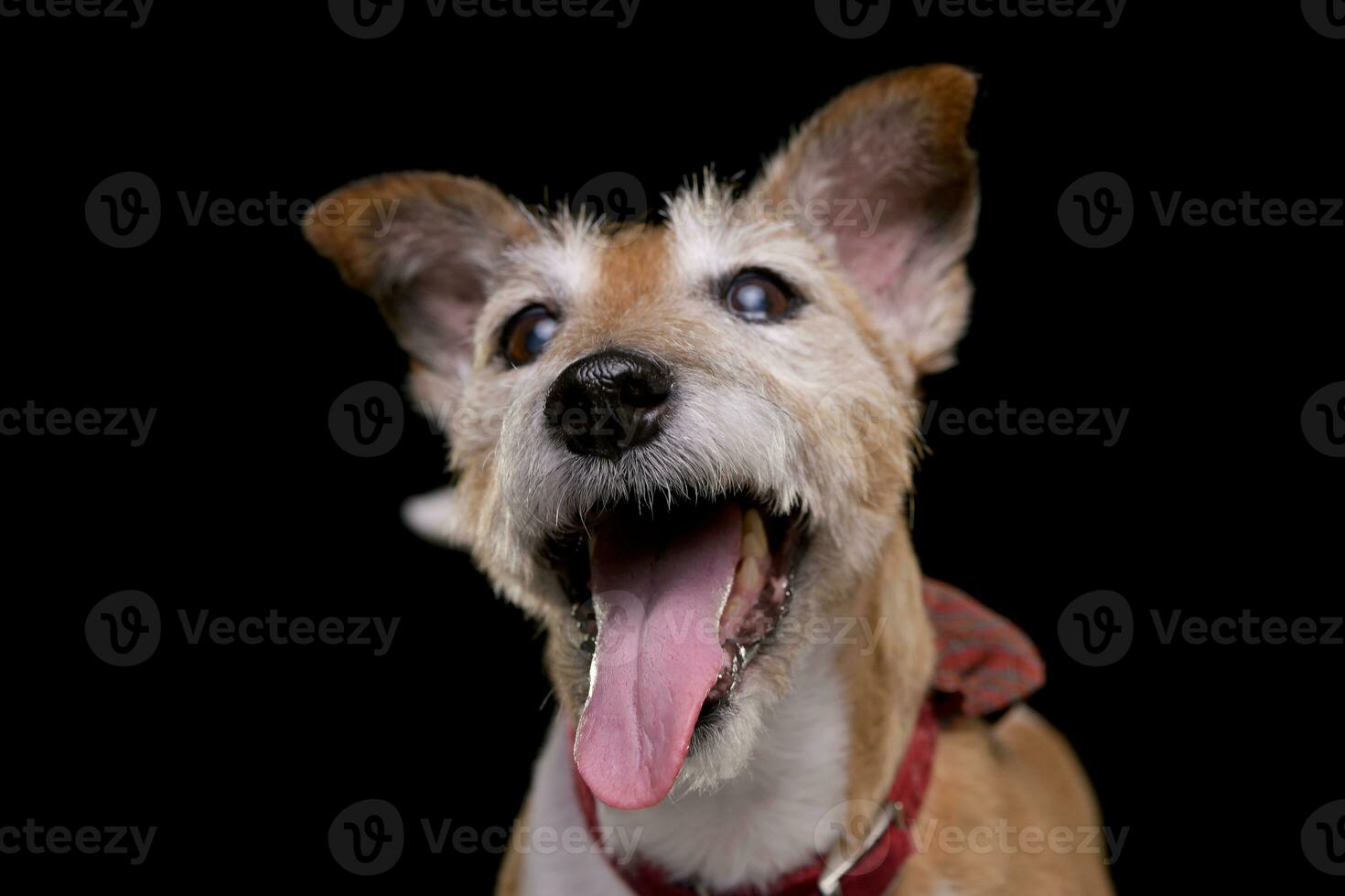 portret van een oud, aanbiddelijk jack Russell terriër foto