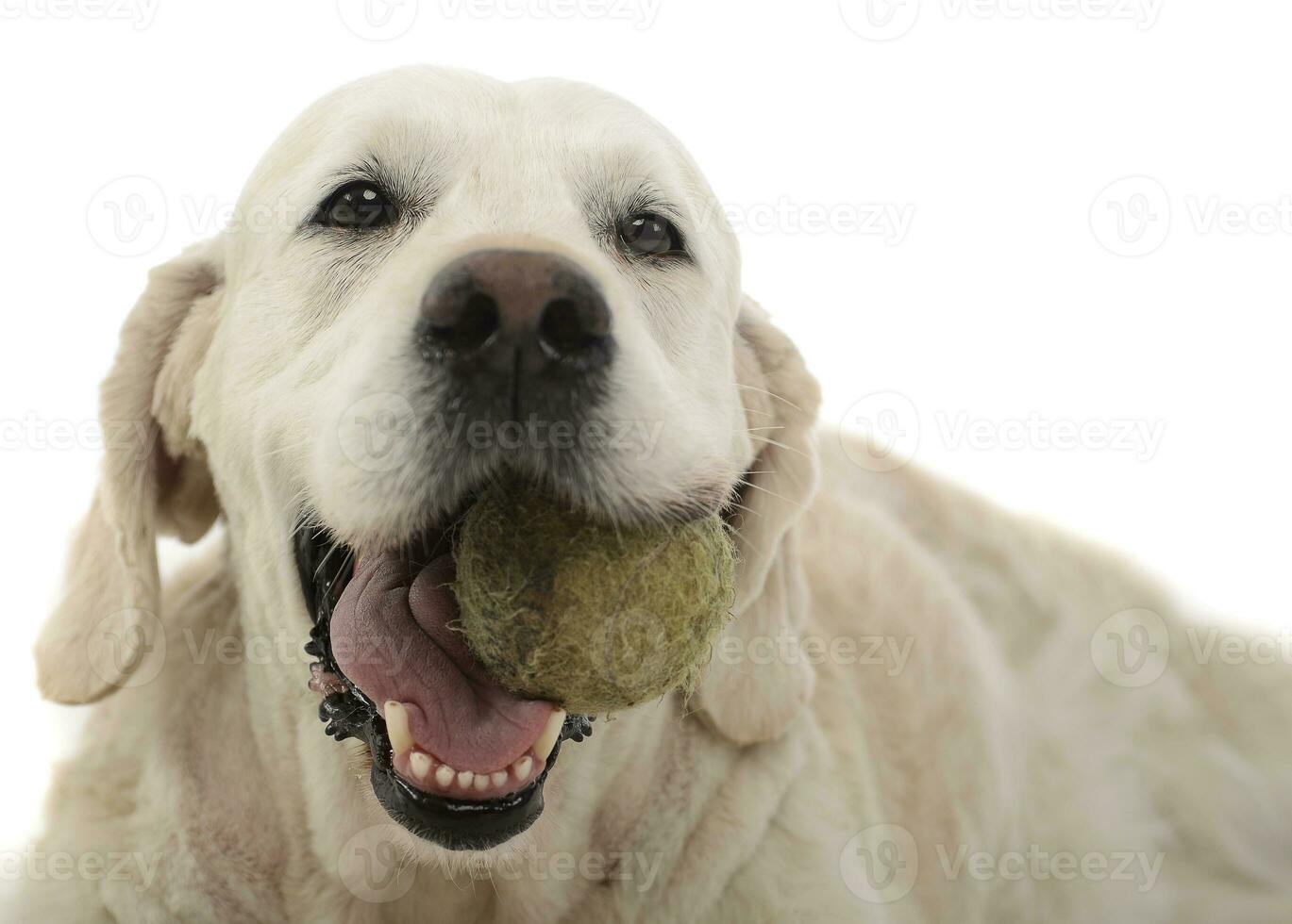 gelukkig labrador retriever poseren in wit foto studio met een bal