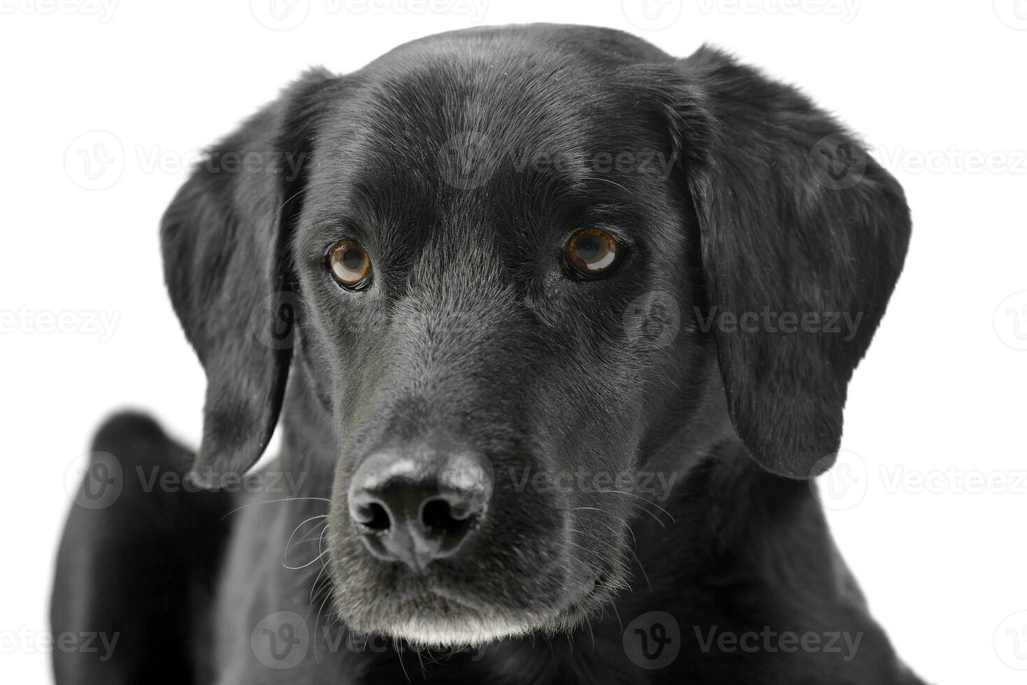 portret van een aanbiddelijk gemengd ras hond foto