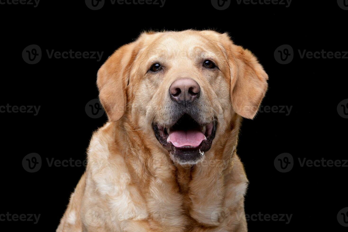 portret van een aanbiddelijk gouden retriever foto