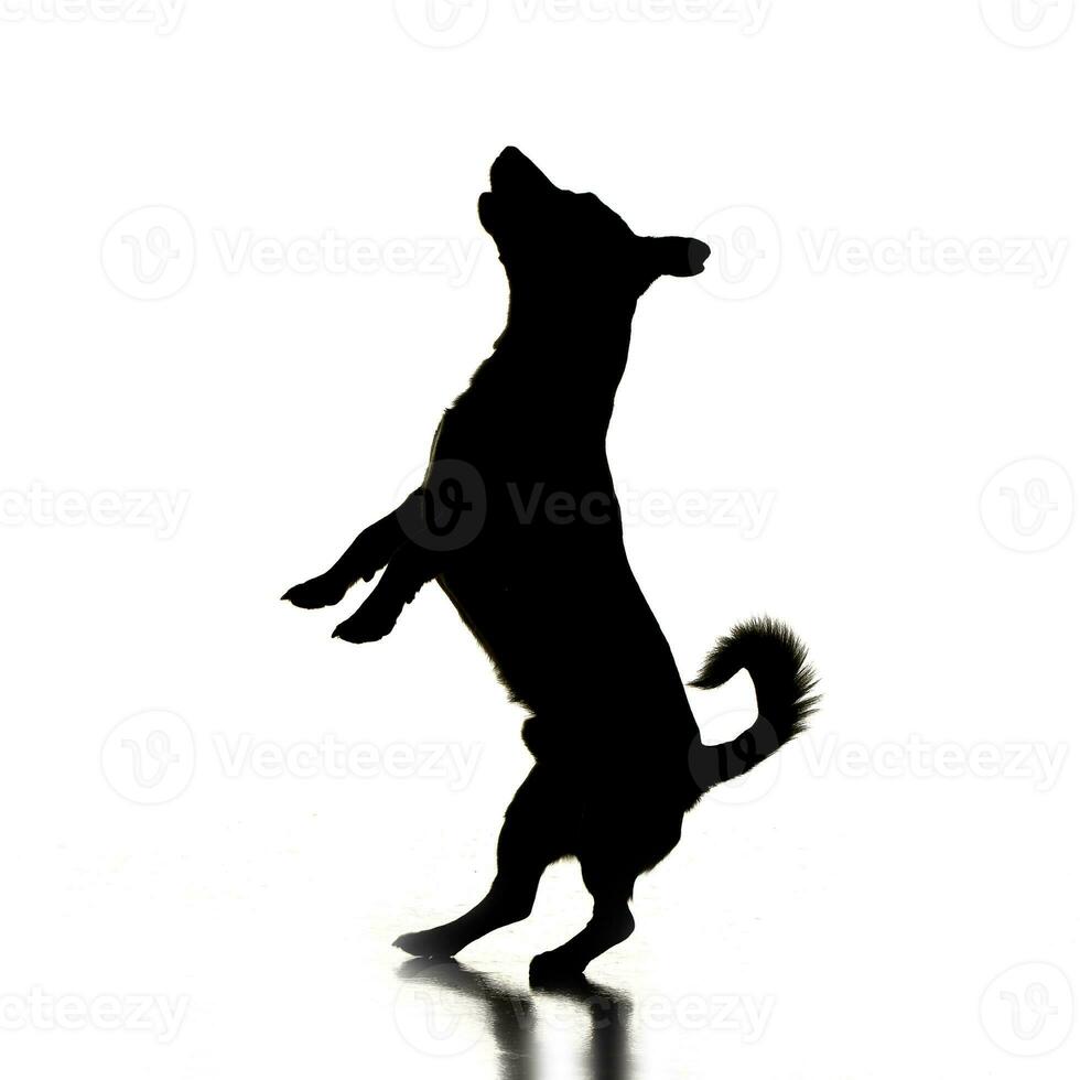 silhouet van een aanbiddelijk jack Russell terriër foto