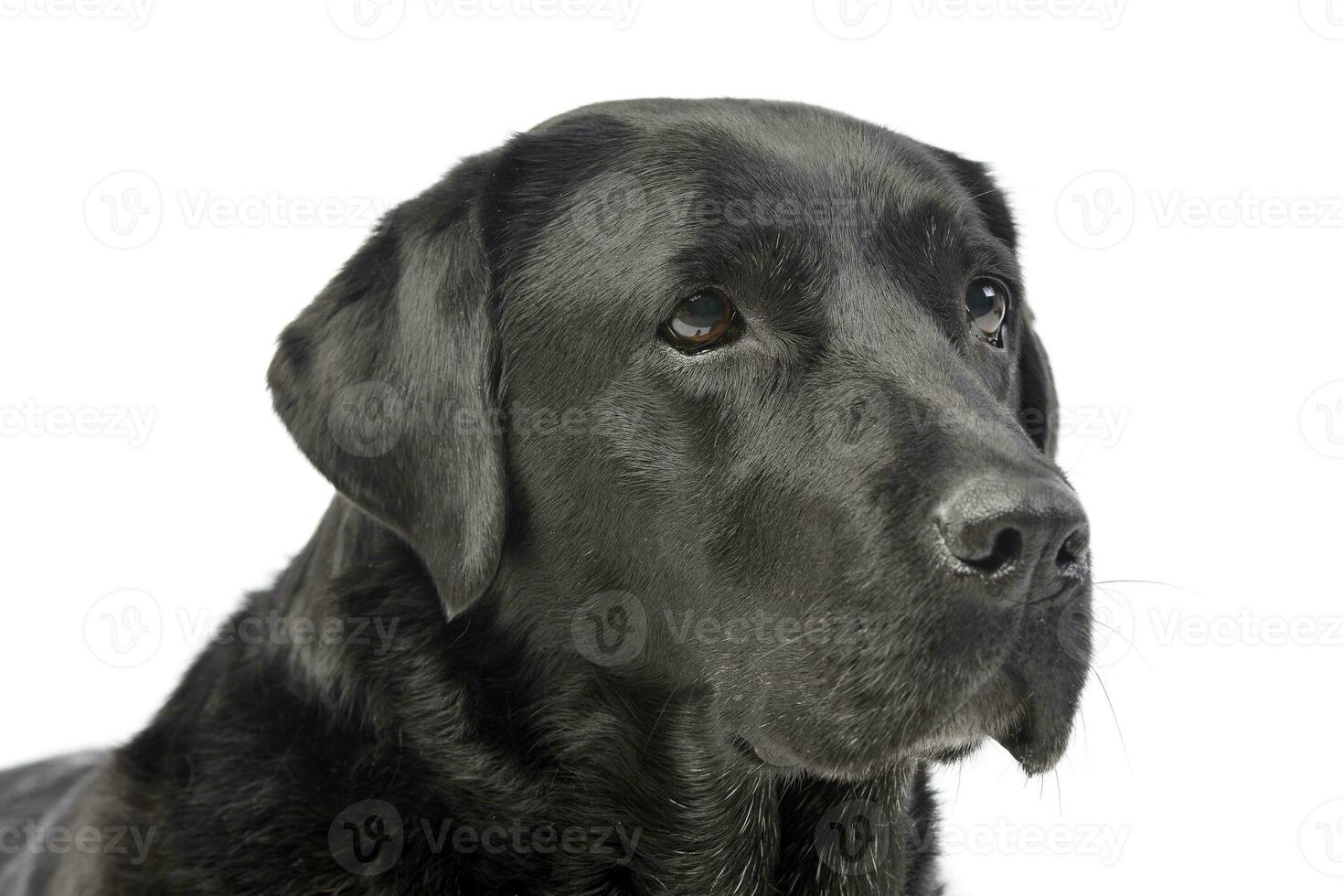 portret van een aanbiddelijk labrador retriever foto