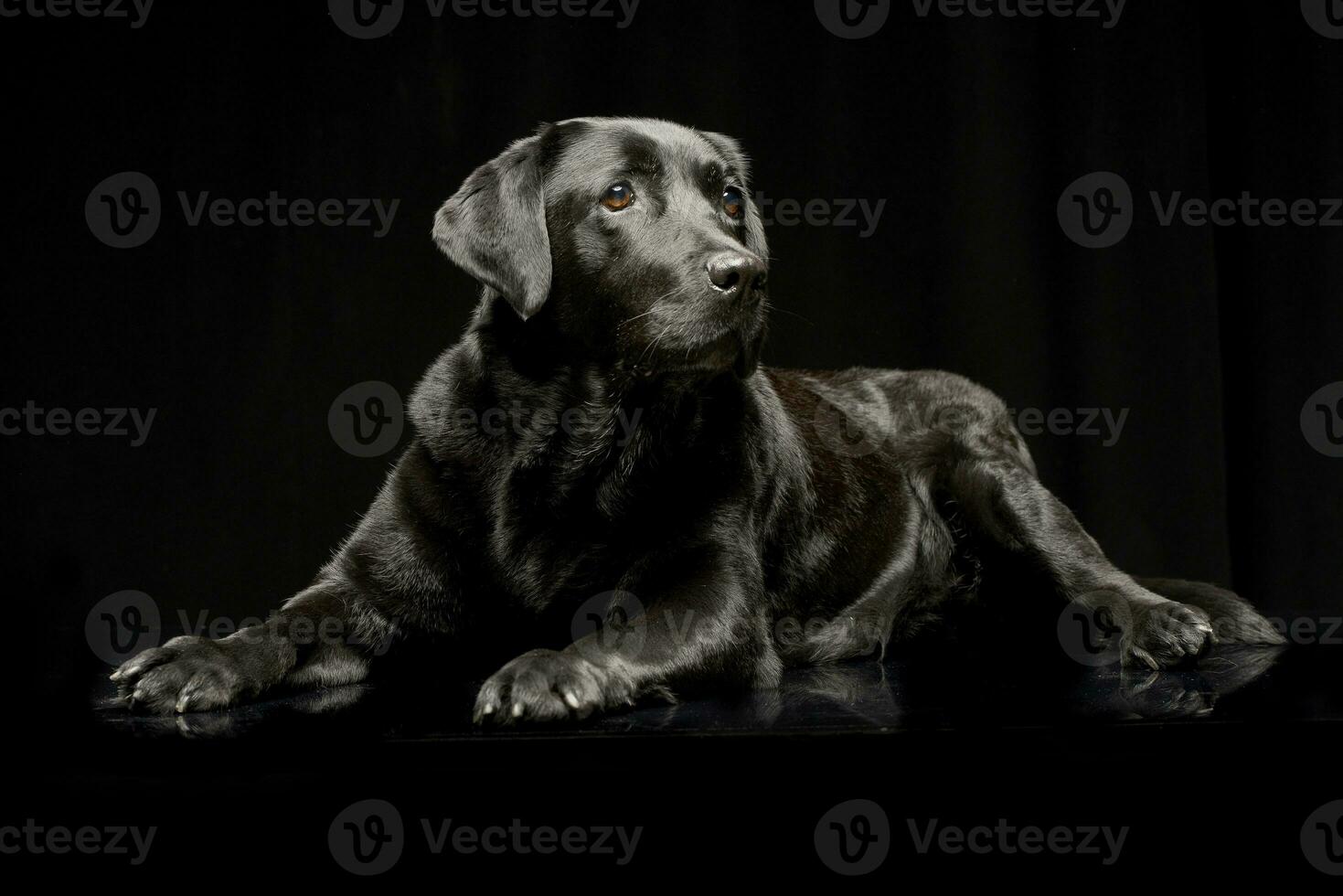 studio schot van een aanbiddelijk labrador retriever foto