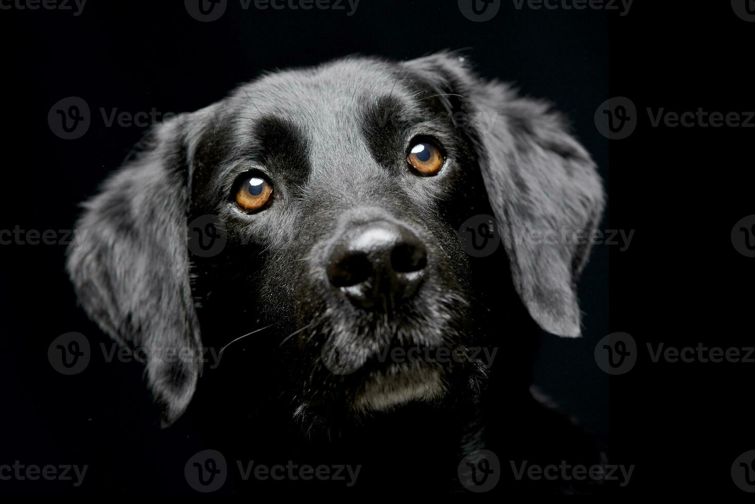 portret van een aanbiddelijk gemengd ras hond foto