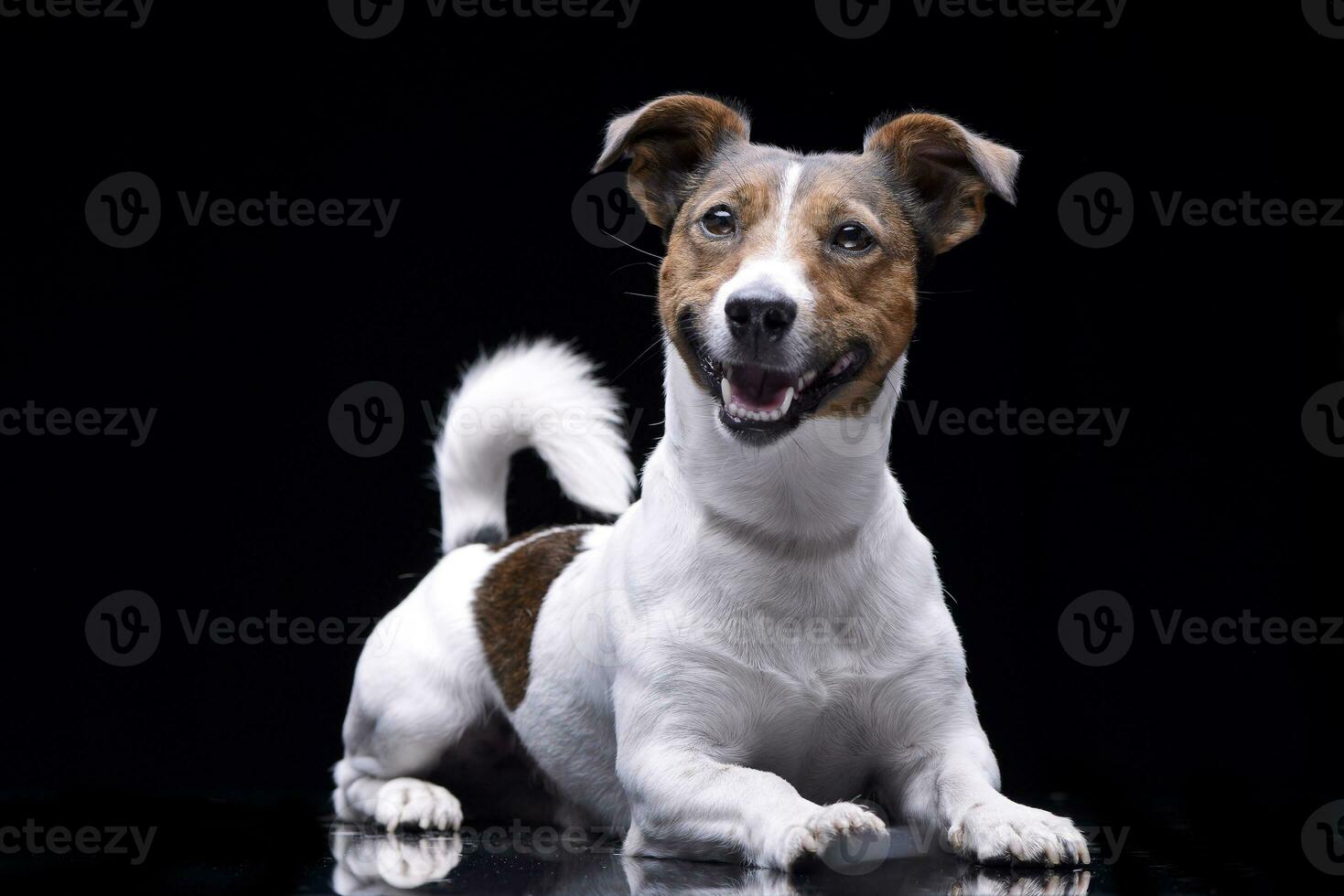 studio schot van een aanbiddelijk jack Russell terriër foto