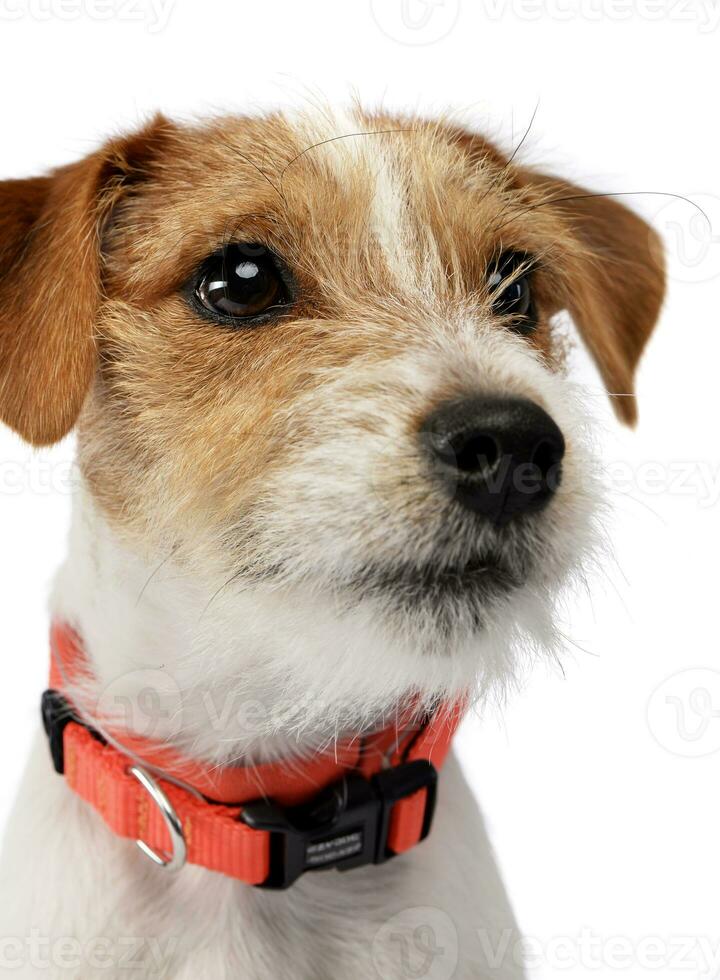 portret van een schattige jack russell terriër foto