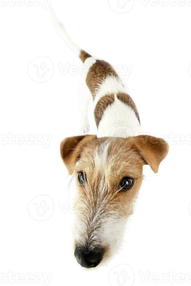 studio schot van een aanbiddelijk jack Russell terriër foto