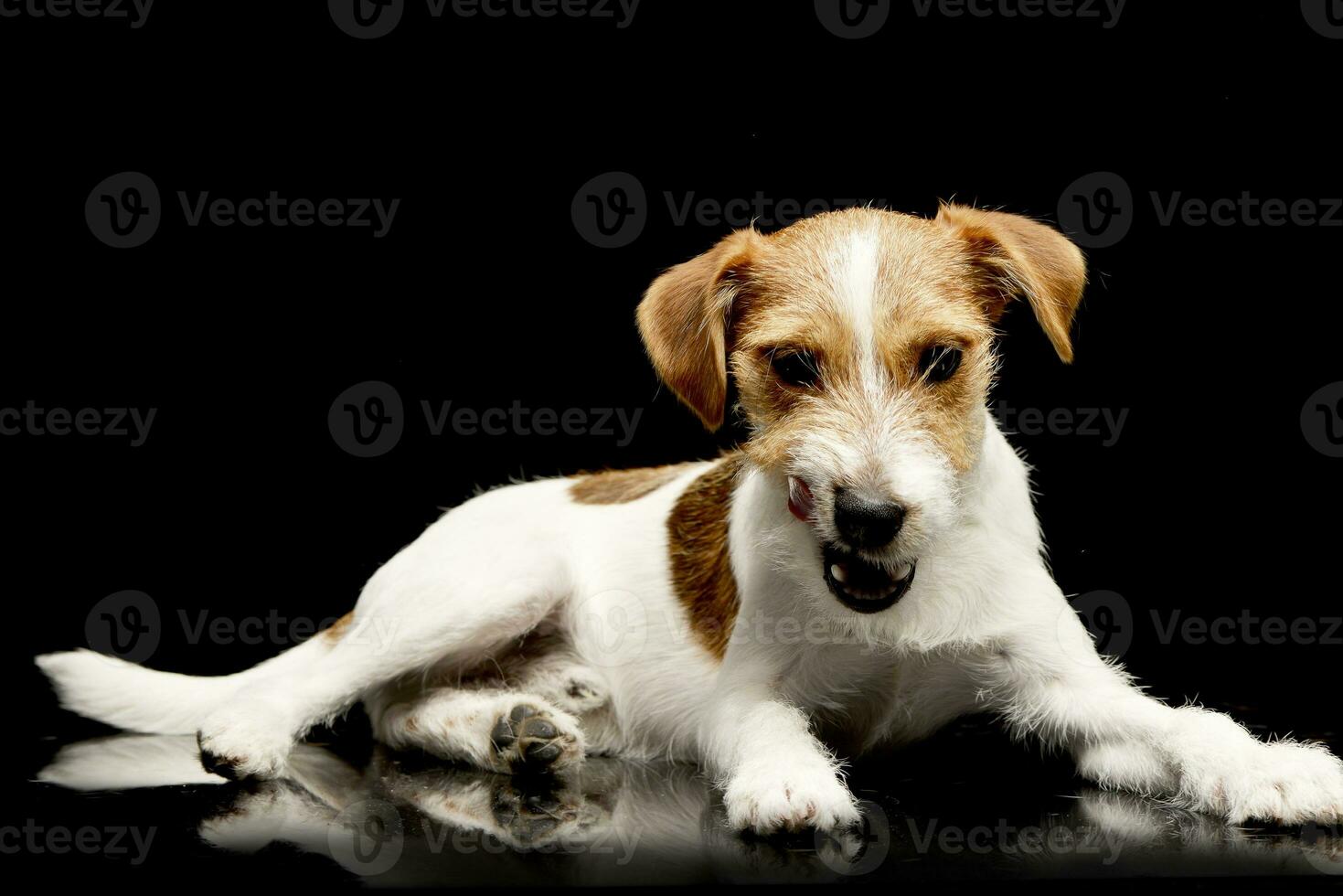 een aanbiddelijk jack Russell terriër kauwen een bot foto