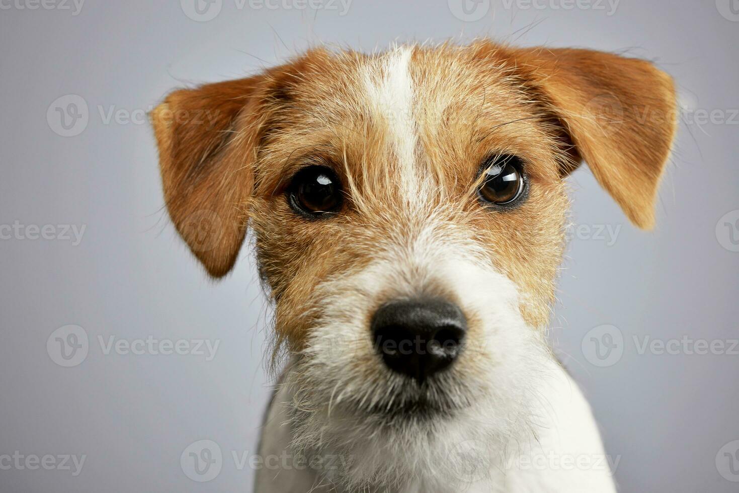 portret van een schattige jack russell terriër foto