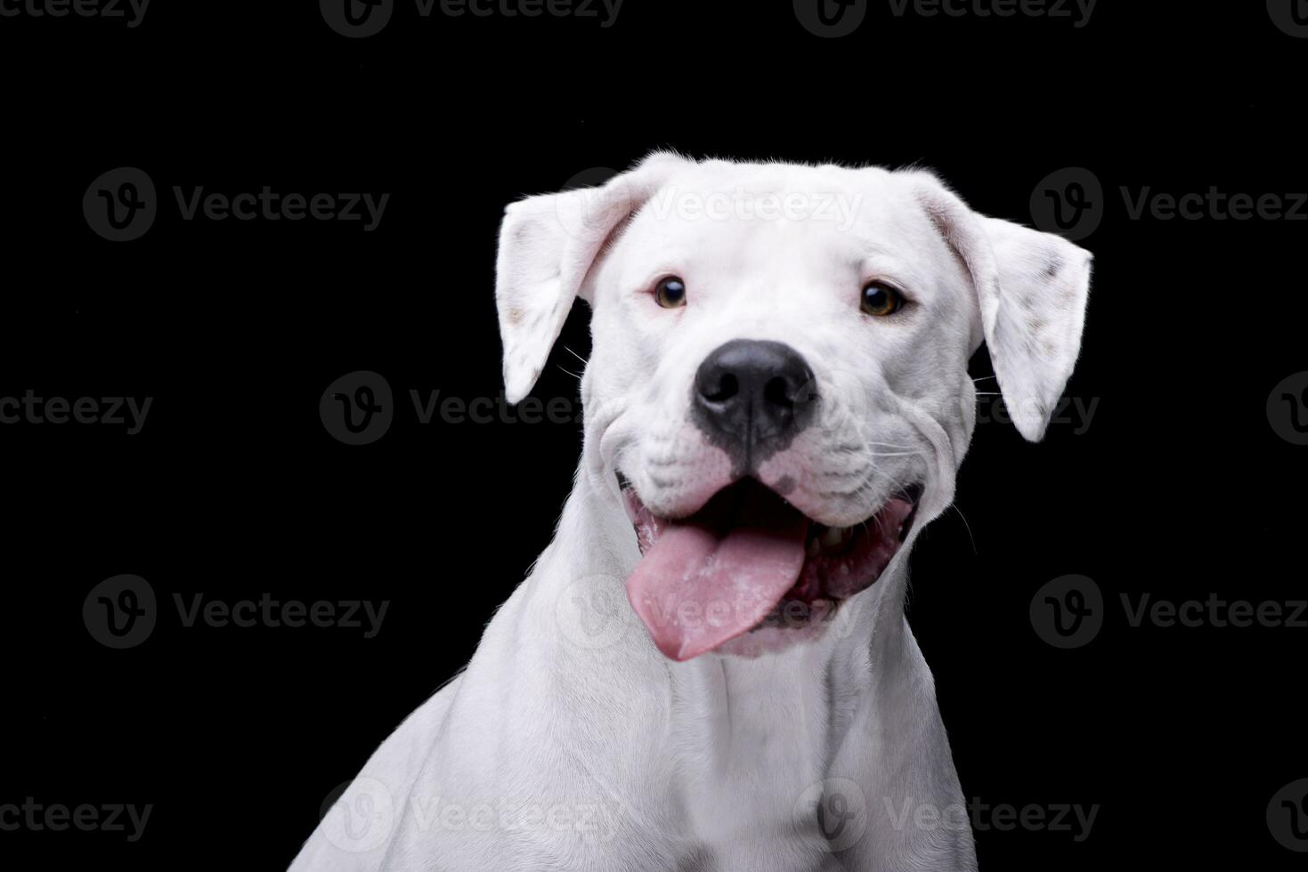 portret van een aanbiddelijk dogo Argentino foto