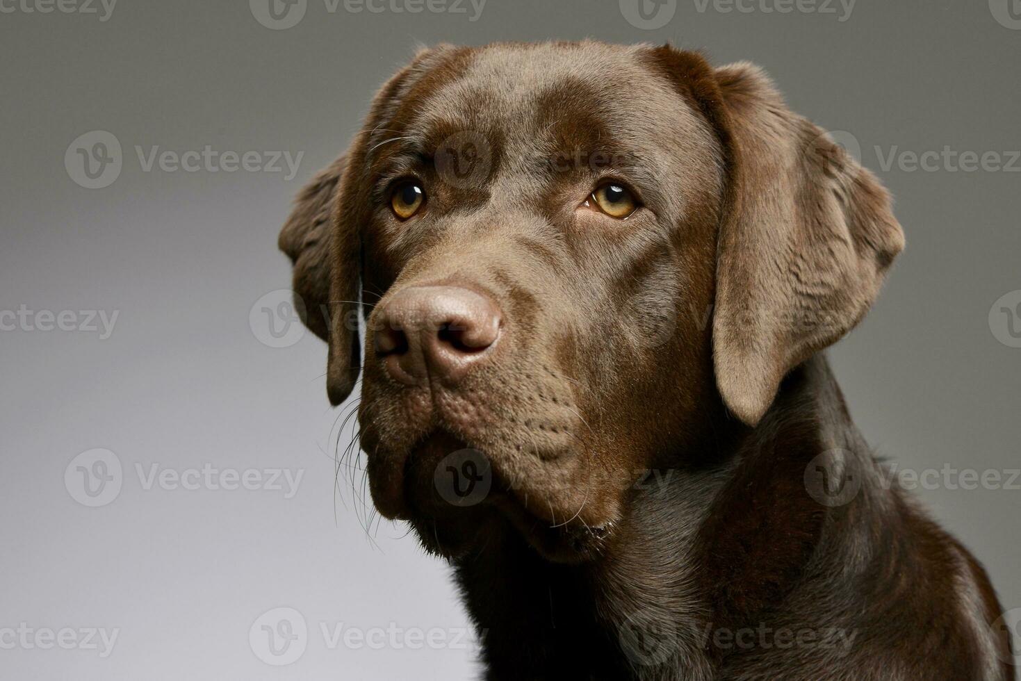 portret van een aanbiddelijk labrador retriever foto