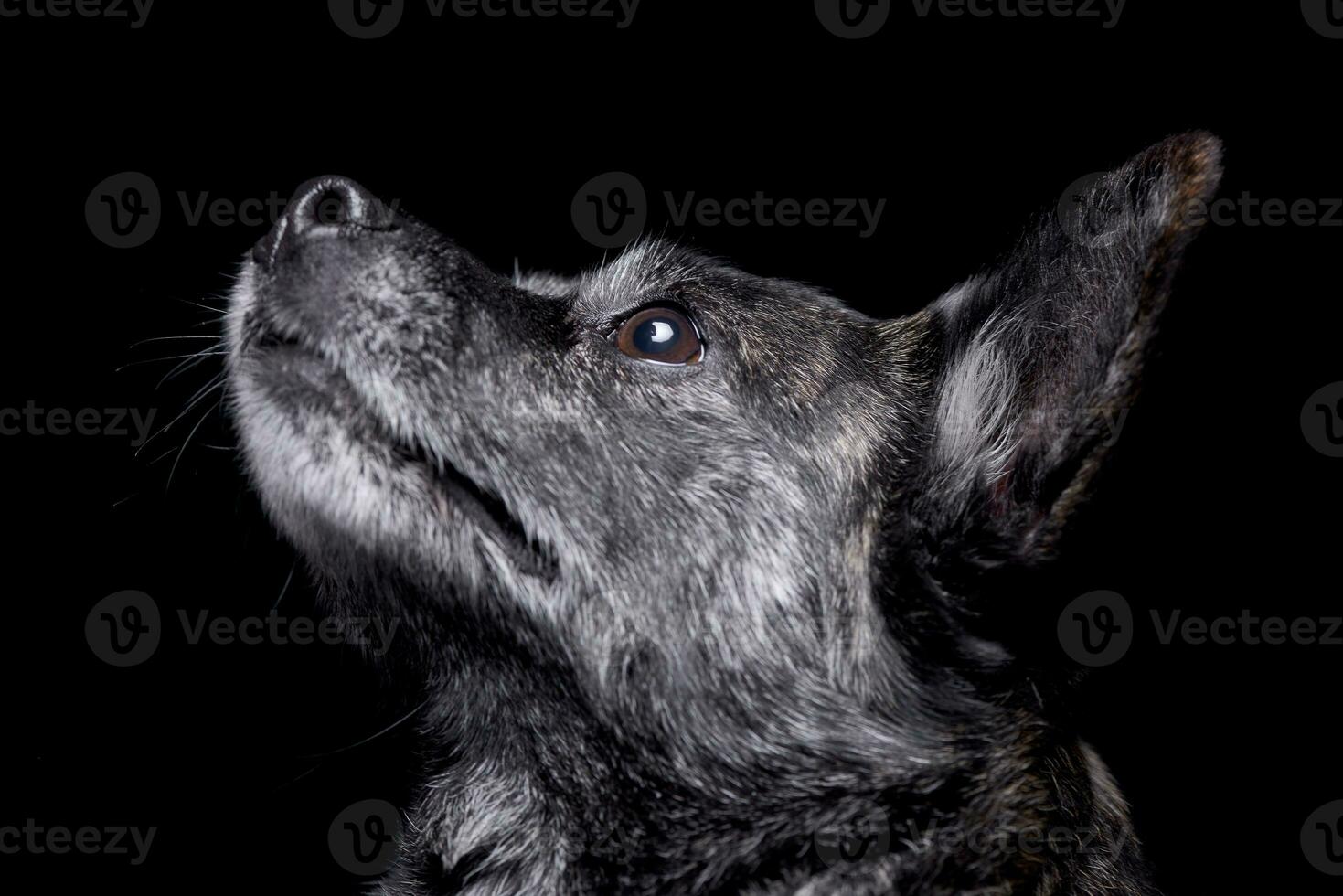 portret van een aanbiddelijk gemengd ras hond foto