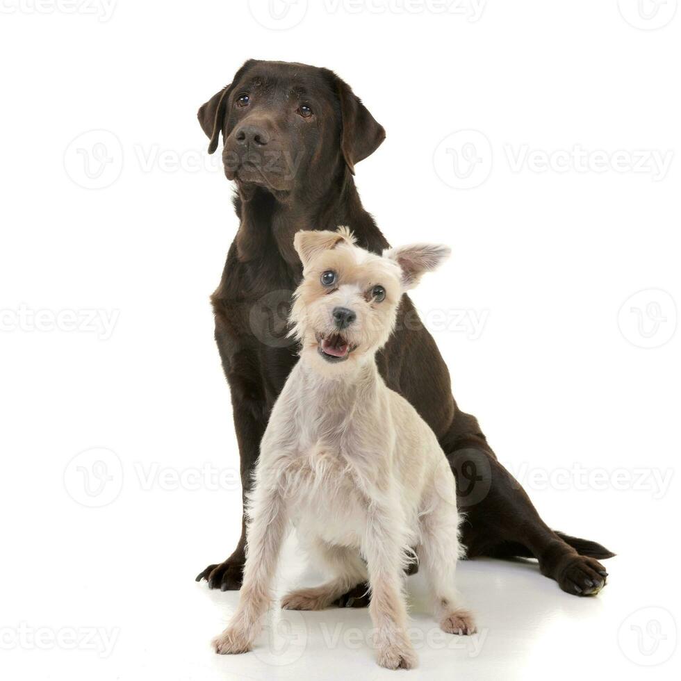 studio schot van een aanbiddelijk gemengd ras hond en een labrador retriever foto