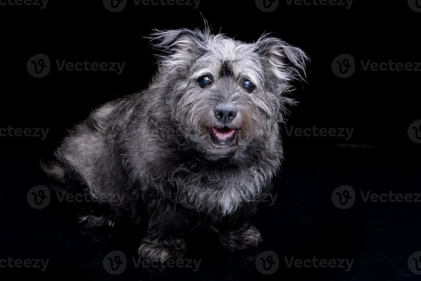 studio schot van een aanbiddelijk gemengd ras hond foto