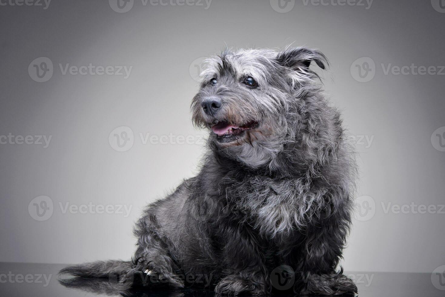 studio schot van een aanbiddelijk gemengd ras hond foto