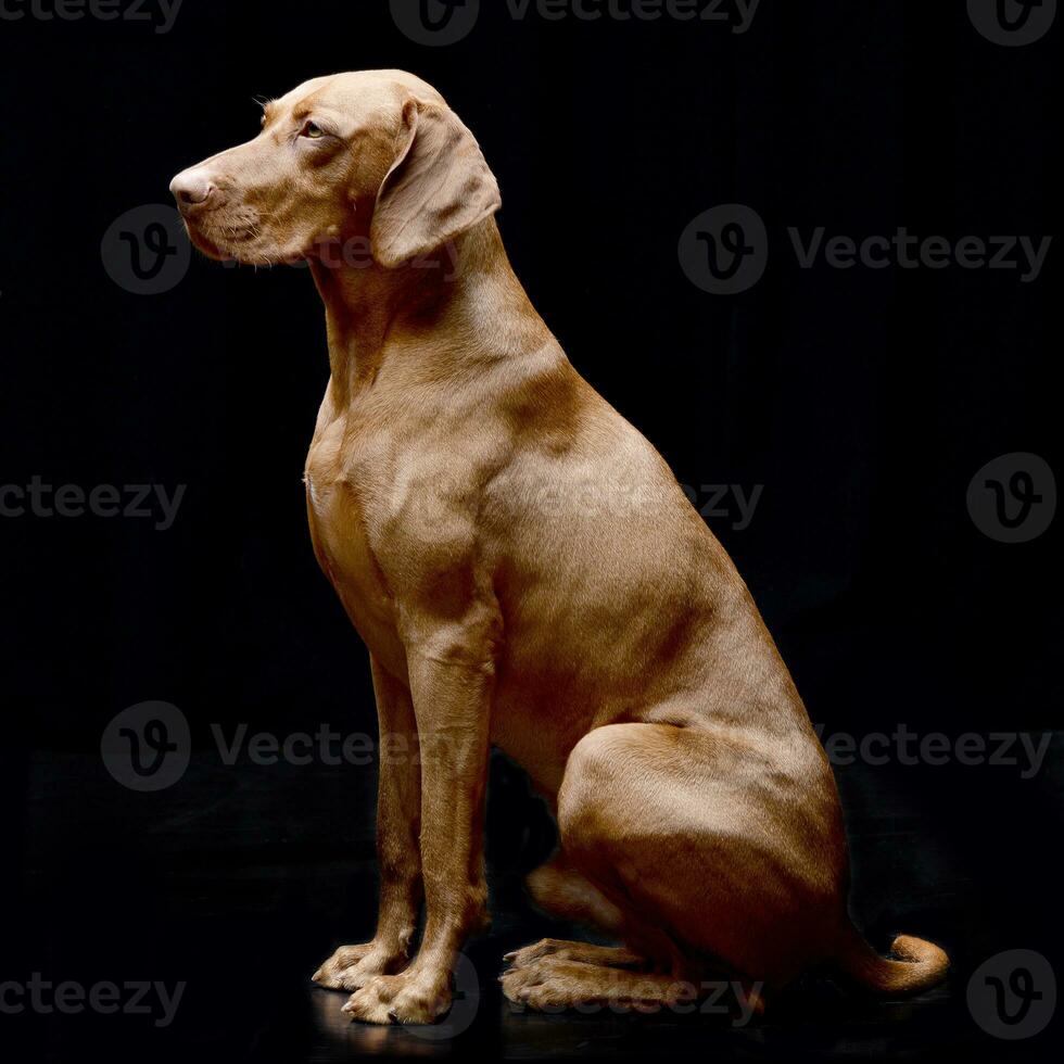 studio schot van een aanbiddelijk Hongaars vizsla foto