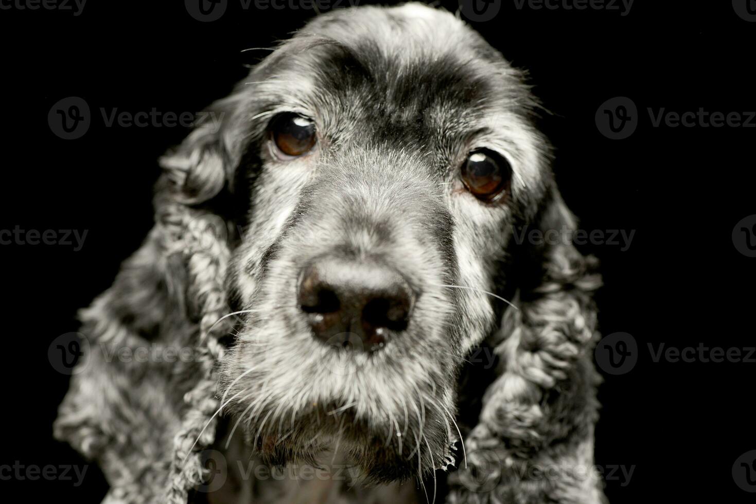 portret van een aanbiddelijk Engels cocker spaniel foto