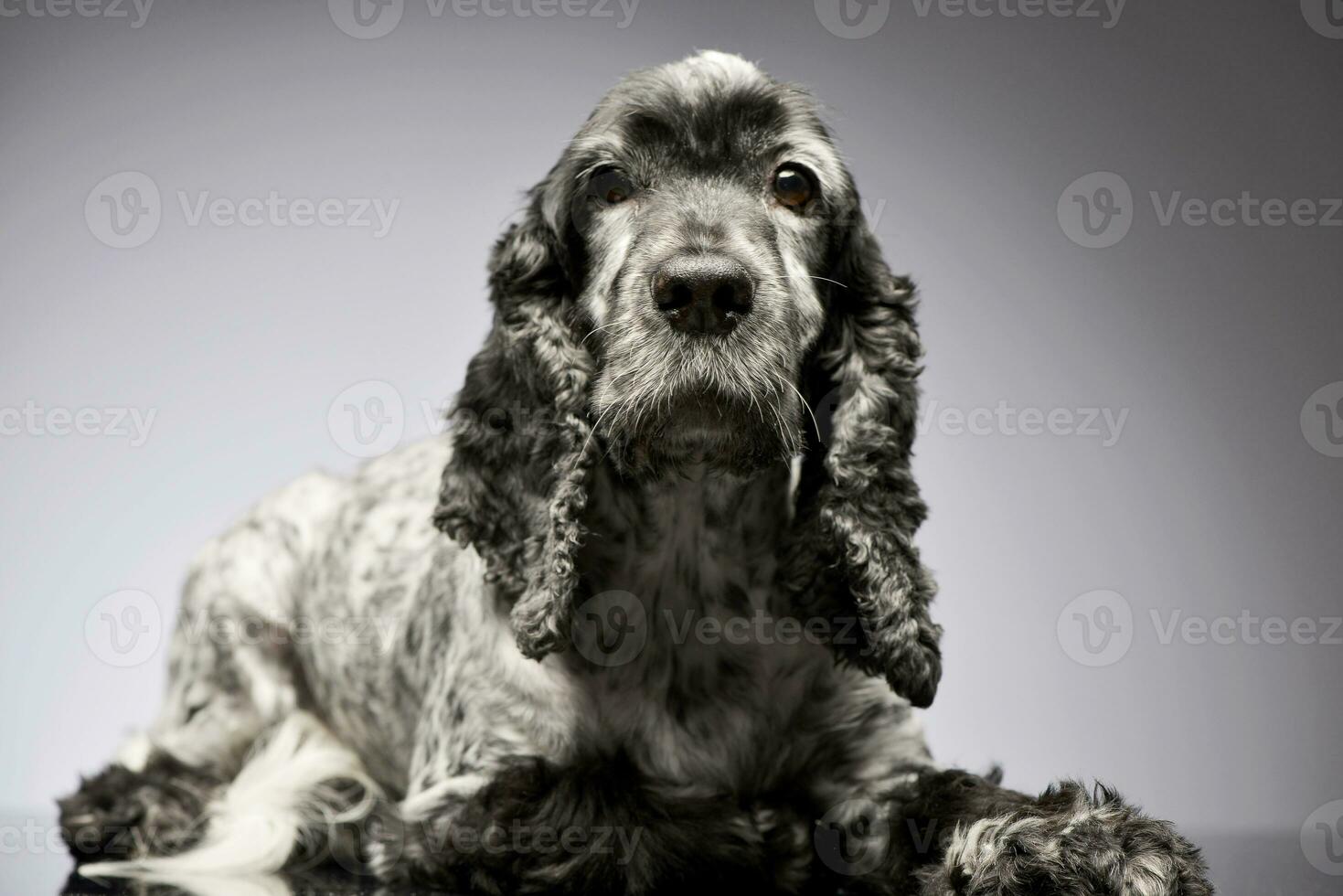 studio schot van een aanbiddelijk Engels cocker spaniel foto