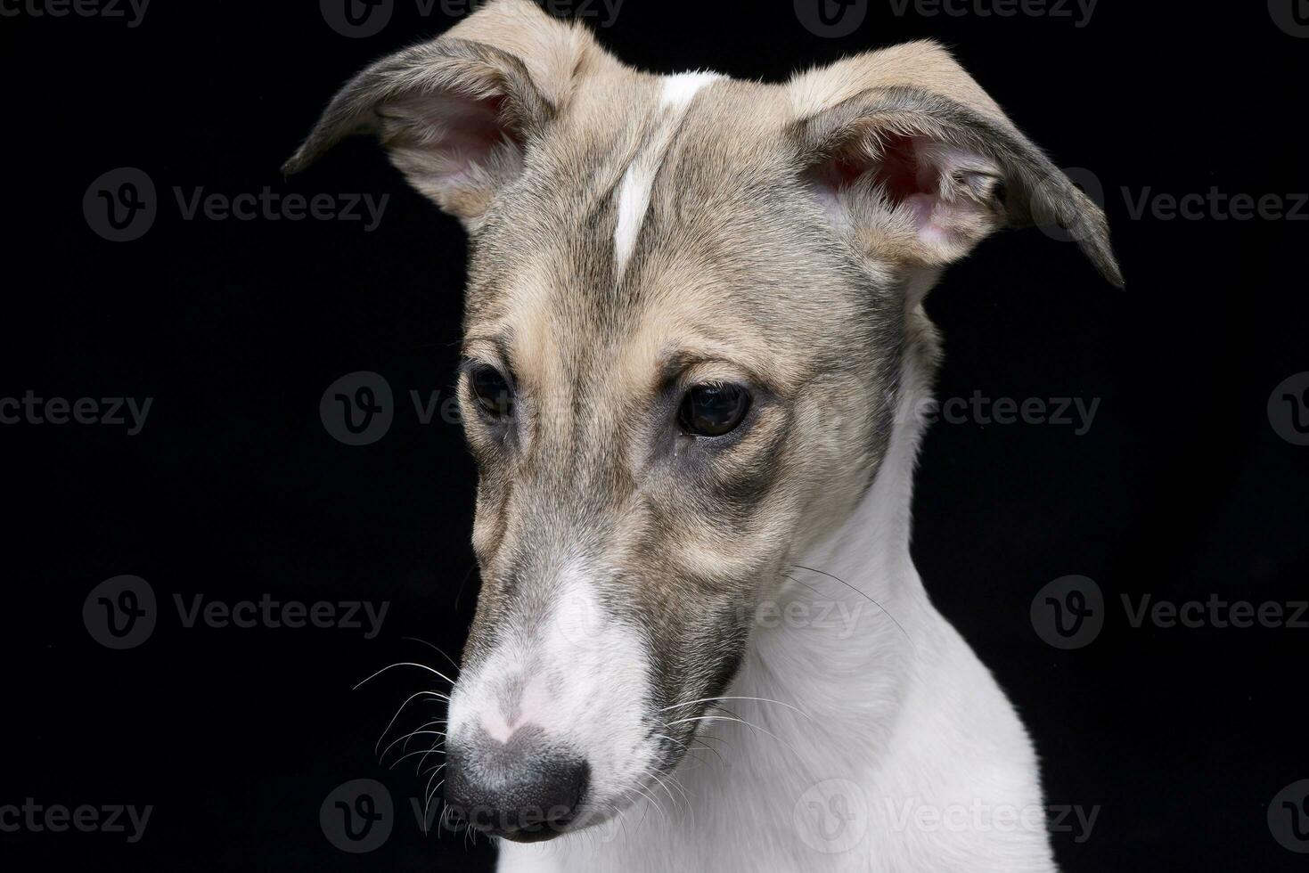 portret van een aanbiddelijk Hongaars agar foto