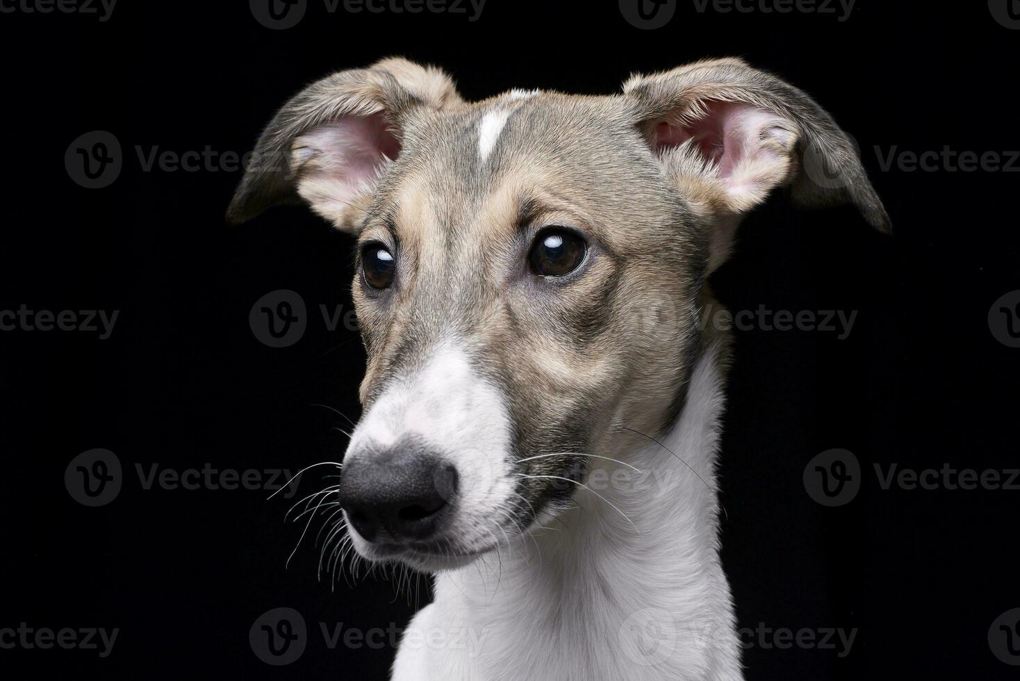 portret van een aanbiddelijk Hongaars agar foto