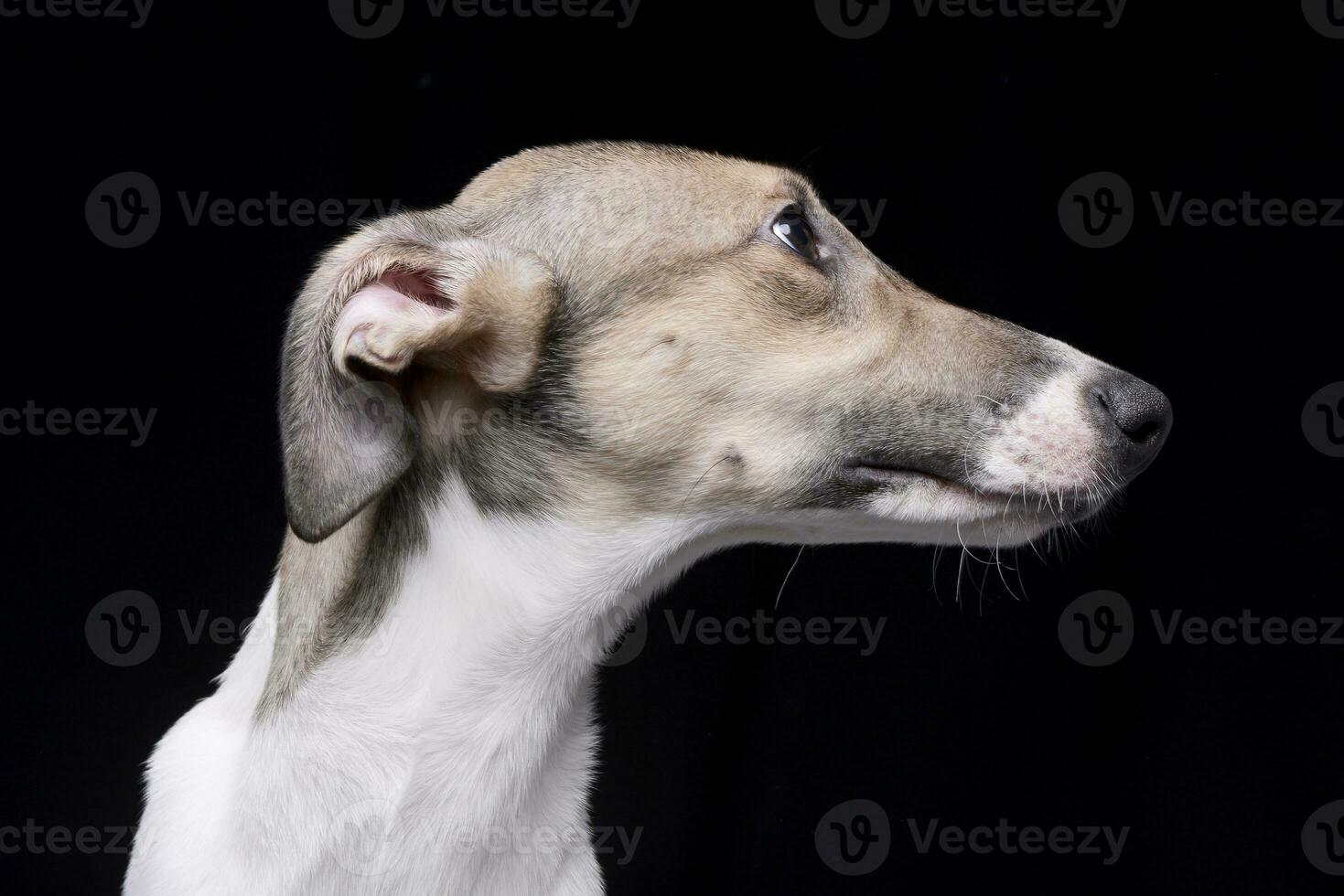 portret van een aanbiddelijk Hongaars agar foto