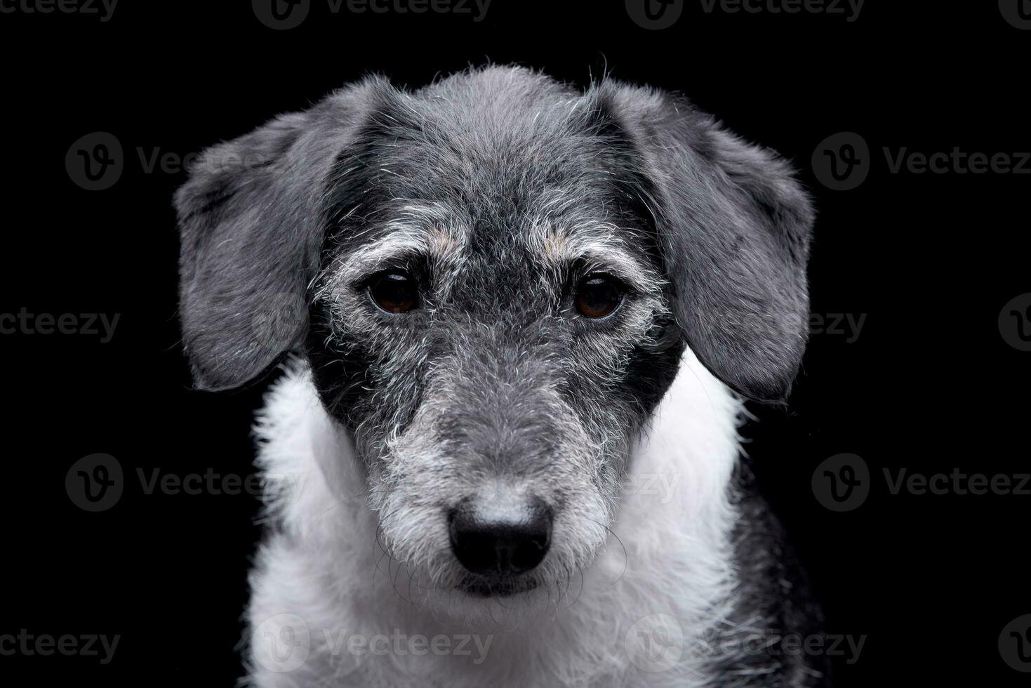 portret van een aanbiddelijk gemengd ras hond foto