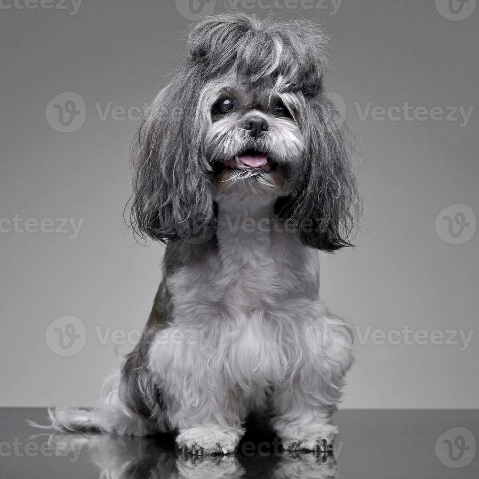 studio schot van een aanbiddelijk shih-tzu hond foto