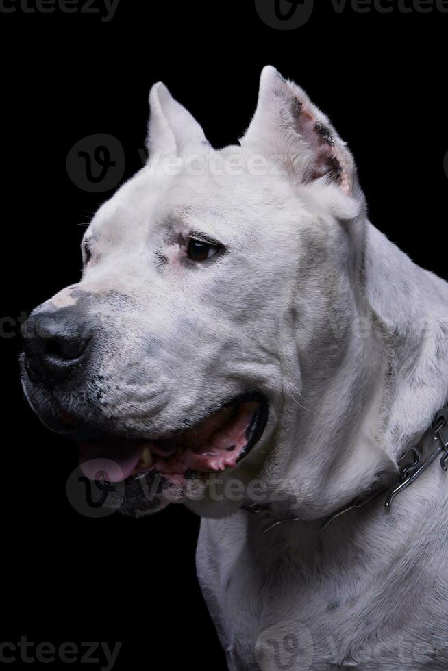 portret van een aanbiddelijk dogo Argentino op zoek merkwaardig foto