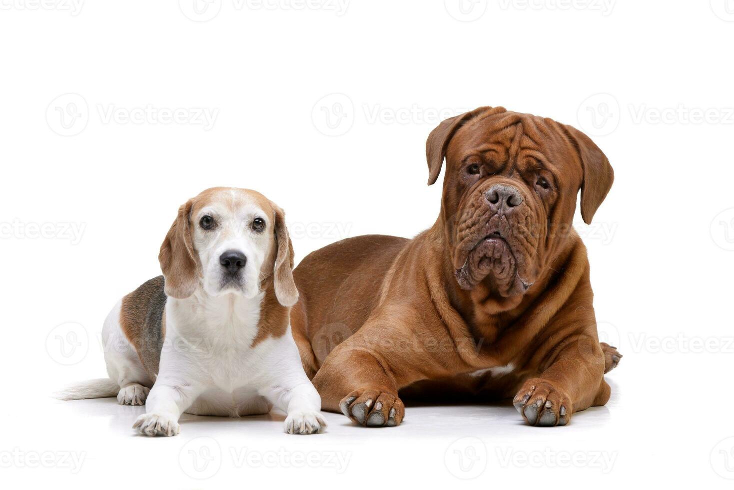 studio schot van een aanbiddelijk hondje de Bordeaux en een brak foto