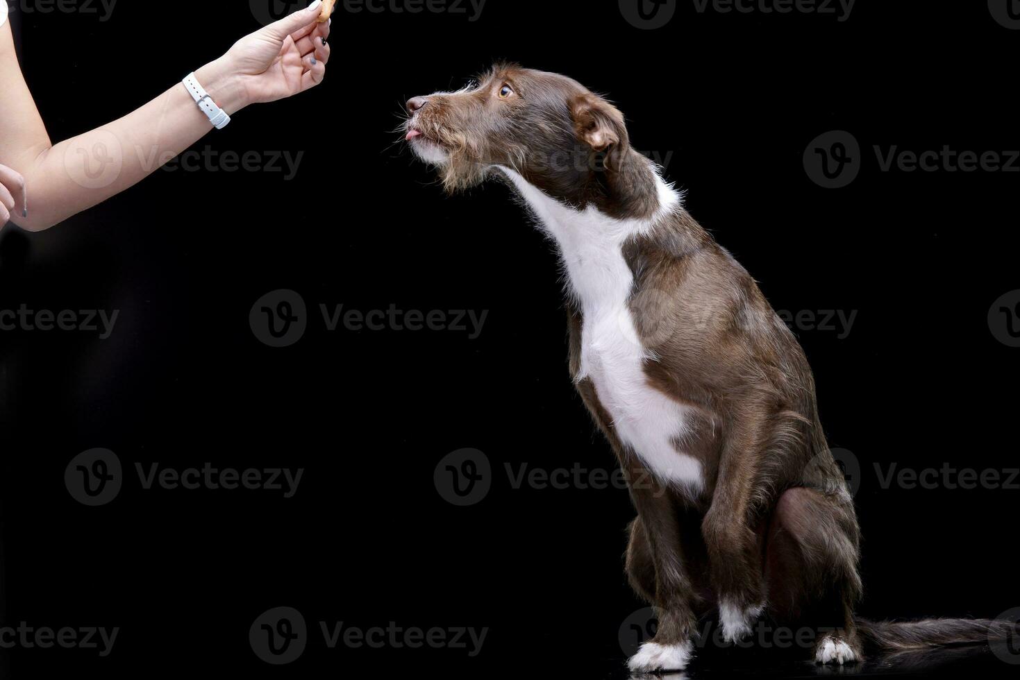 hand- voeden van een aanbiddelijk grens collie foto