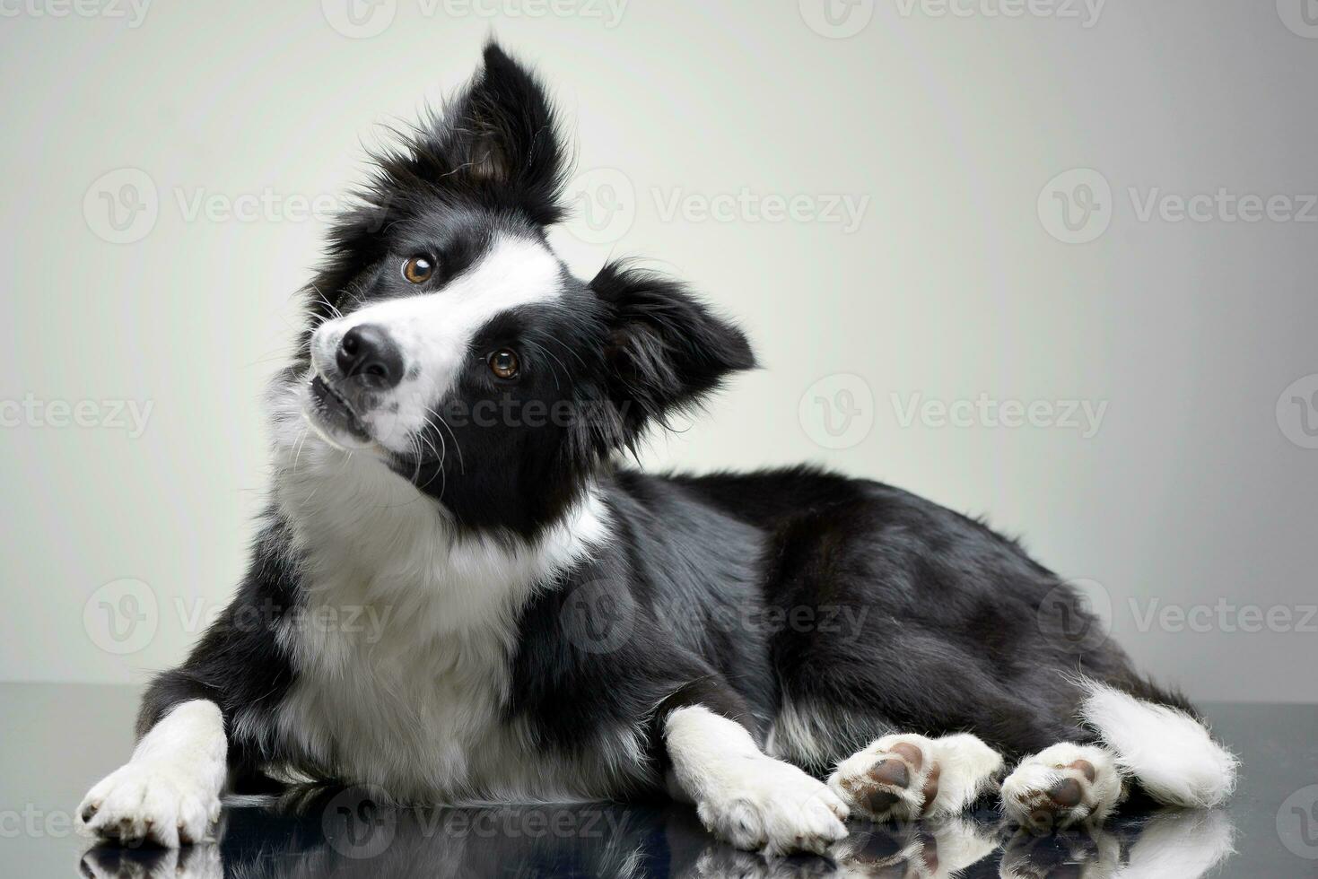 studio schot van een aanbiddelijk grens collie foto