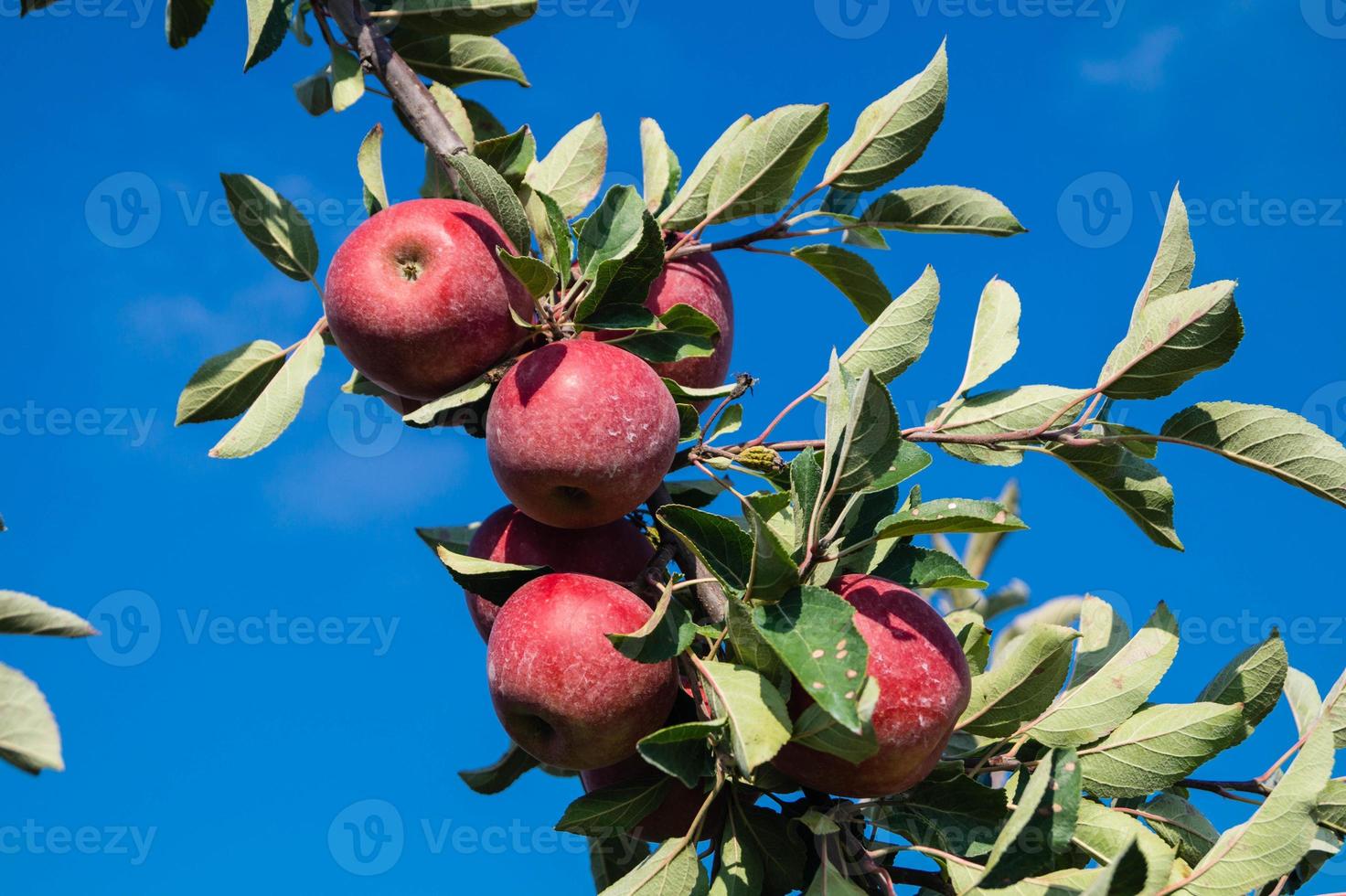 appeloogst in het oude land hamburg foto