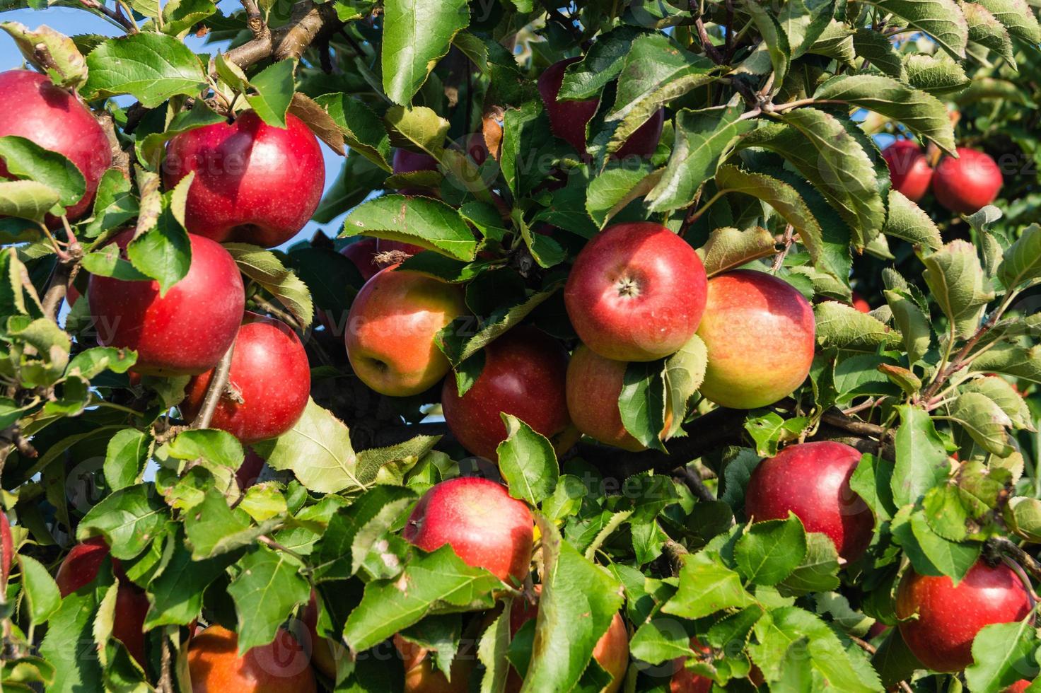 appeloogst in het oude land hamburg foto