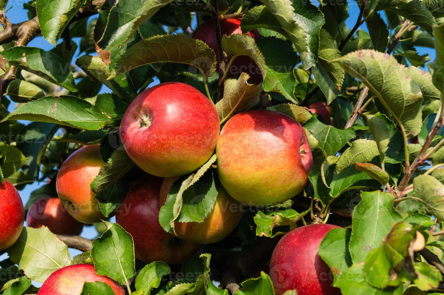 appeloogst in het oude land hamburg foto