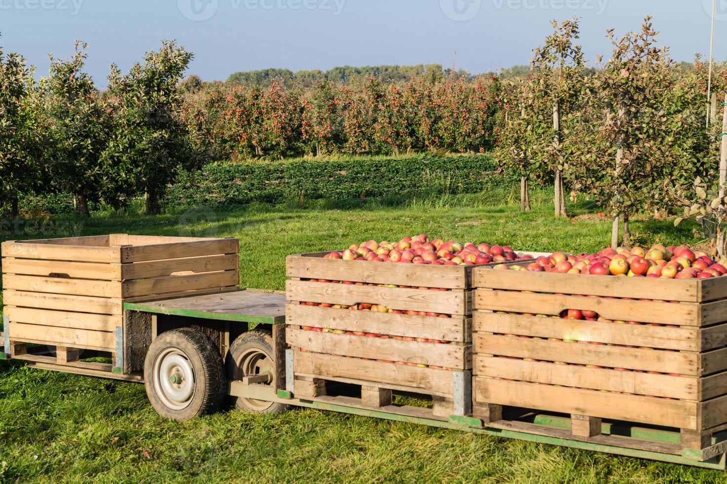 appeloogst in het oude land hamburg foto