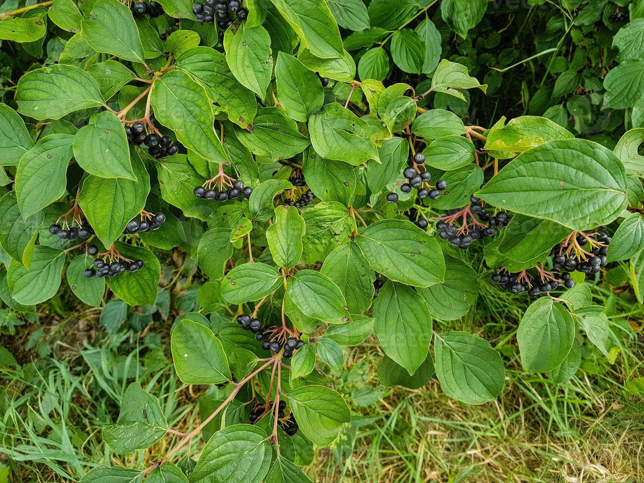 zwarte lijsterbes aronia appelbes foto