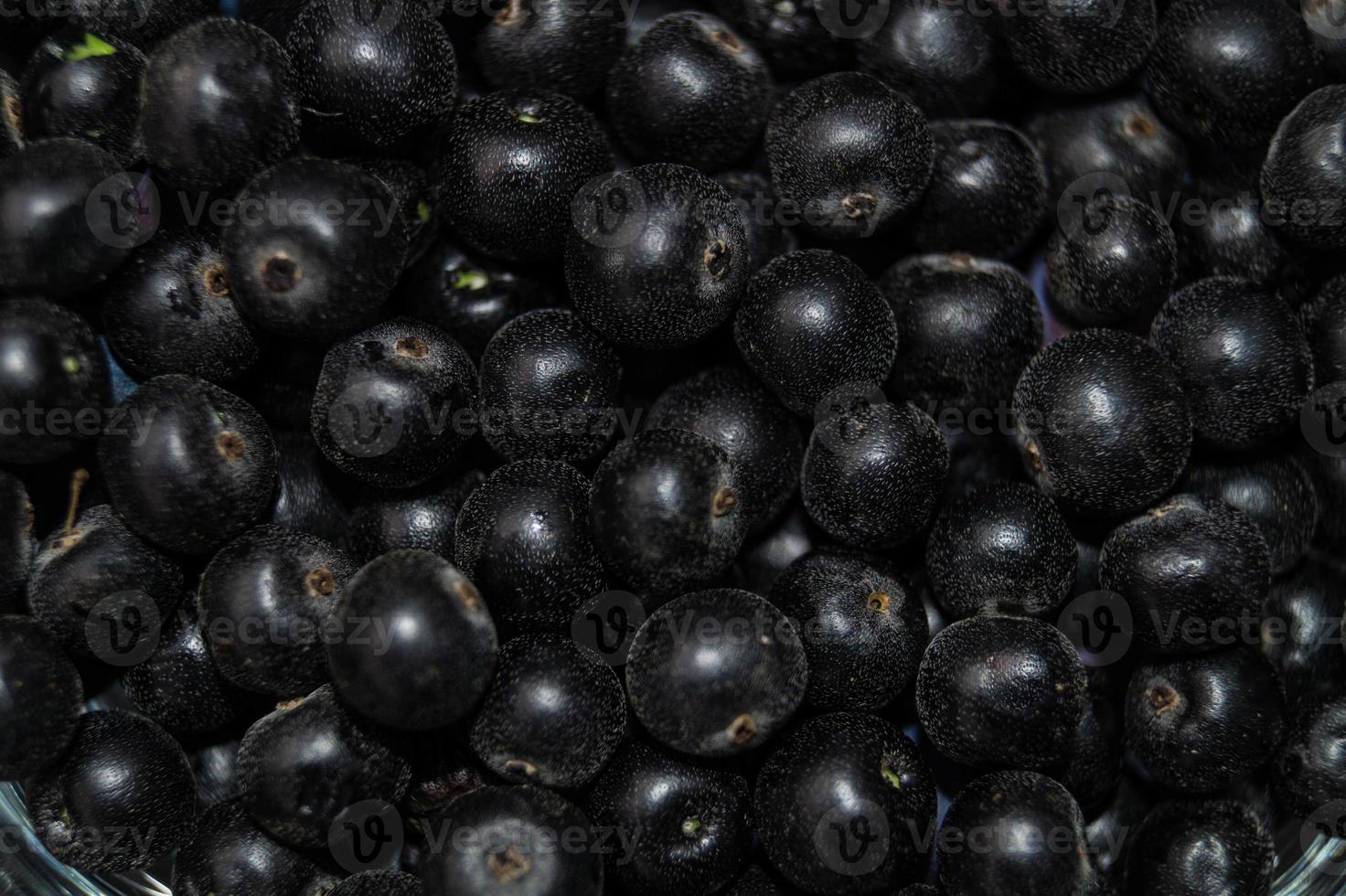 zwarte lijsterbes aronia appelbes foto