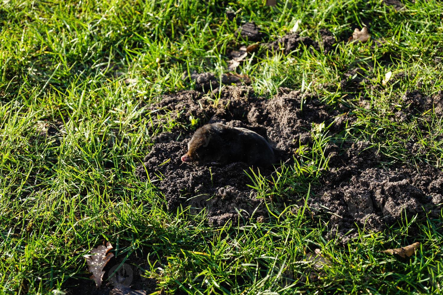 een mol in de tuin foto