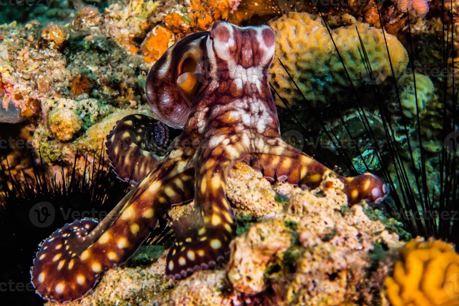 octopus koning van camouflage in de rode zee, eilat israël foto
